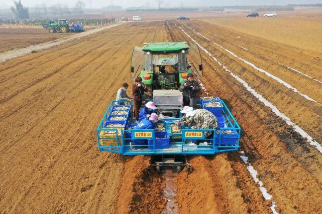 "鐵牛"忙碌鬧春耕|種植|甘蔗|機械化|武宣縣|農機|糖料