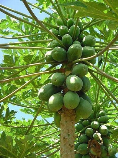 油料作物的粗脂肪和棕櫚酸含量,薯類和糖料作物淀粉和糖分含量;增加